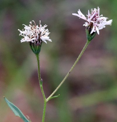 Palafoxia rosea, photographed by Catherine C. Galley