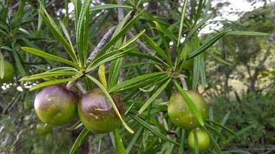 Cascabela thevetioides, photographed by Alan Rockefeller