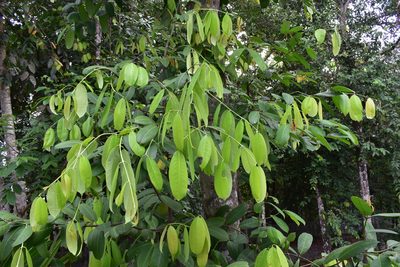 Lophopetalum wightianum, photographed by Vis M