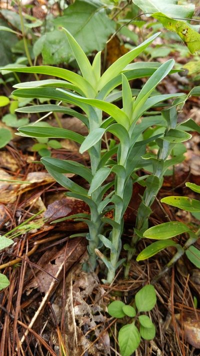 Dichaea glauca, photographed by Alan Rockefeller