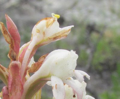 Satyrium candidum, photographed by Caroline Voget