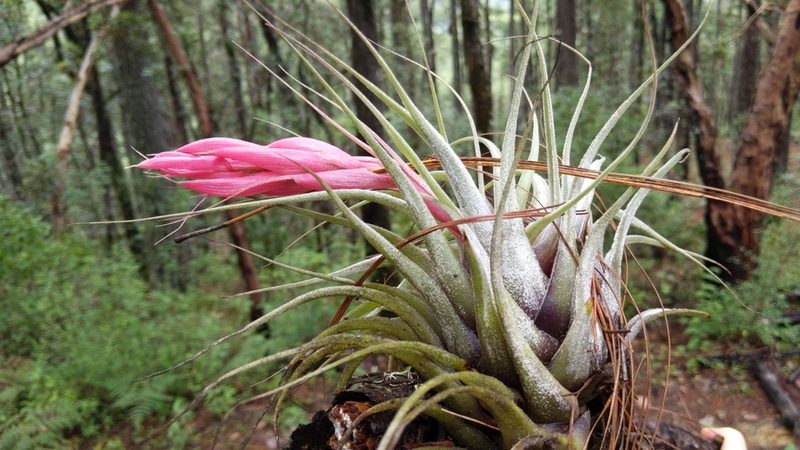 Tillandsia oaxacana, photographed by Alan Rockefeller