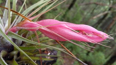 Tillandsia oaxacana, photographed by Alan Rockefeller