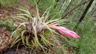 Tillandsia oaxacana, photographed by Alan Rockefeller