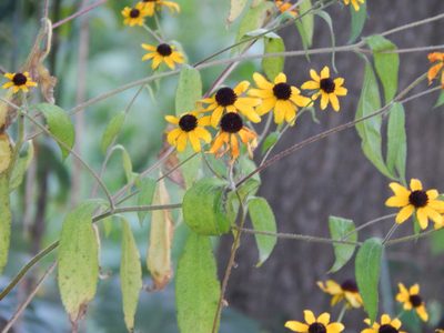 Rudbeckia triloba, photographed by Tom Lazar