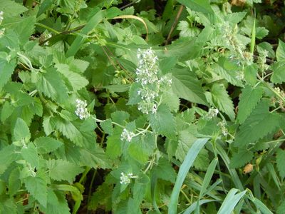 Nepeta cataria, photographed by Tom Lazar