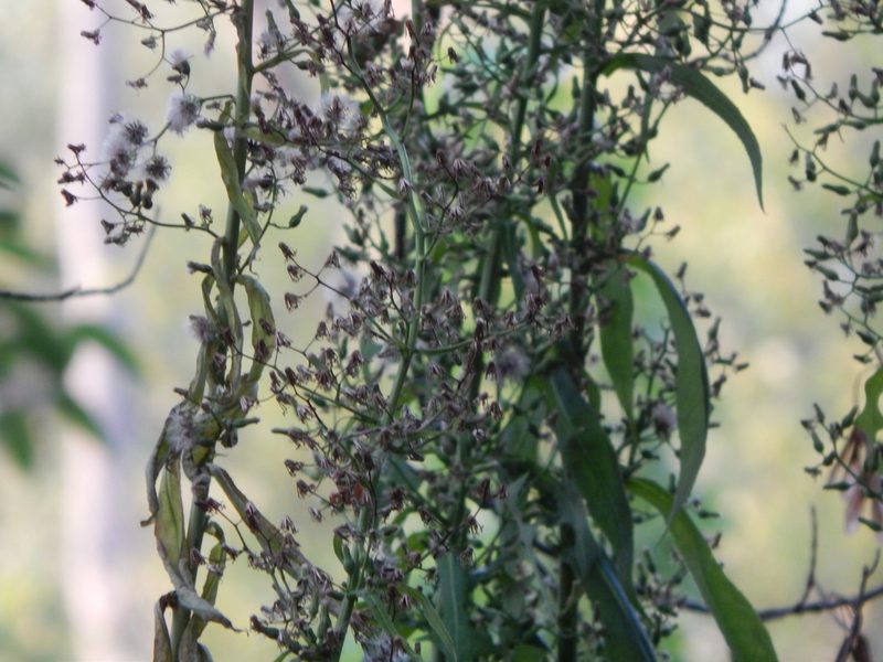 Lactuca biennis, photographed by Tom Lazar