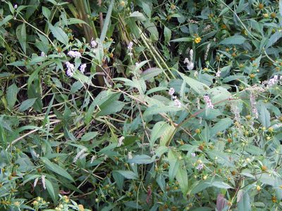 Persicaria pensylvanica, photographed by Tom Lazar