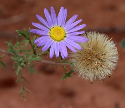 Machaeranthera tanacetifolia, photographed by Catherine C. Galley