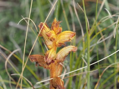 Orobanche gracilis, photographed by Michael Knapp