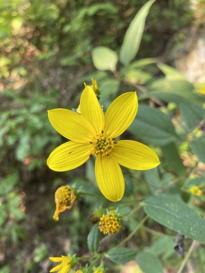 Helianthus microcephalus, photographed by Daniel Patterson