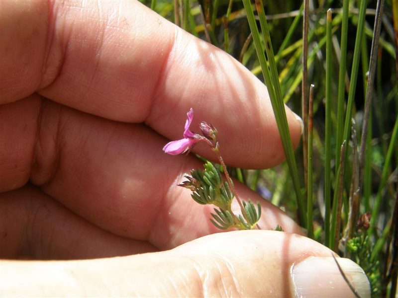 Indigofera quinquefolia, photographed by Klaus Wehrlin