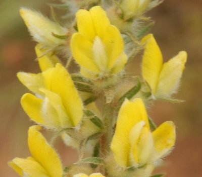 Aspalathus heterophylla, photographed by Charles Stirton