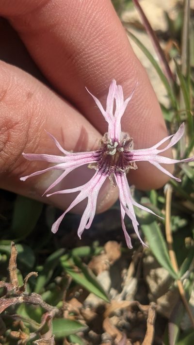 Silene petersonii, photographed by Darrin Gobble