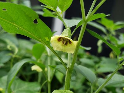 Physalis longifolia, photographed by Tyler Bishop