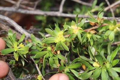 Cliffortia drepanoides, photographed by Brian du Preez