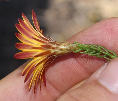 Oedera decussata, photographed by Brian du Preez