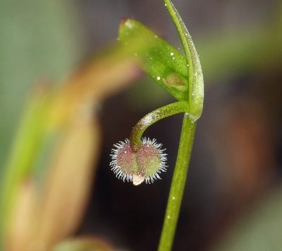 Hamogalium bifolium, photographed by Steve Matson