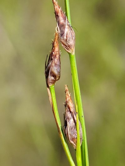 Rhynchospora eximia, photographed by Jay Horn