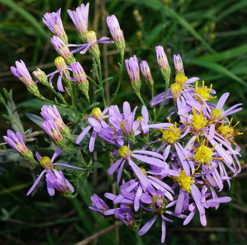 Galatella cana, photographed by Patrick Hacker