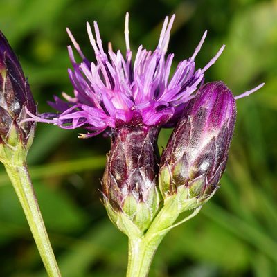 Serratula tinctoria, photographed by Patrick Hacker
