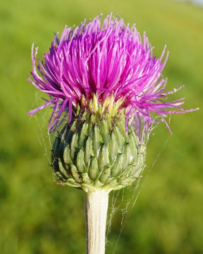 Dasyphyllum tomentosum, photographed by Patrick Hacker
