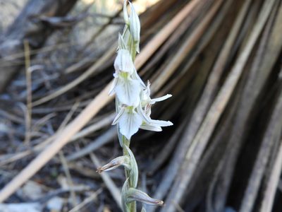 Sotoa confusa, photographed by Leticia Jiménez Hernández