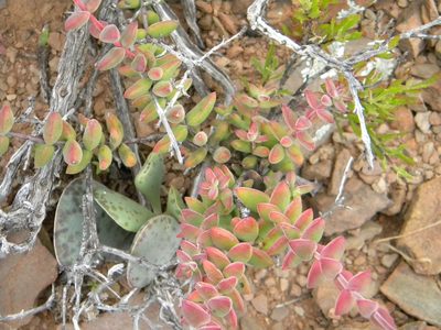 Crassula subaphylla, photographed by Tim Kirsten