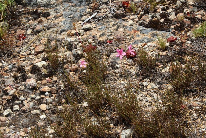 Pelargonium nummulifolium, photographed by Tony Rebelo
