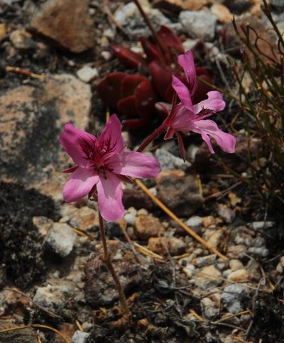 Pelargonium nummulifolium, photographed by Tony Rebelo