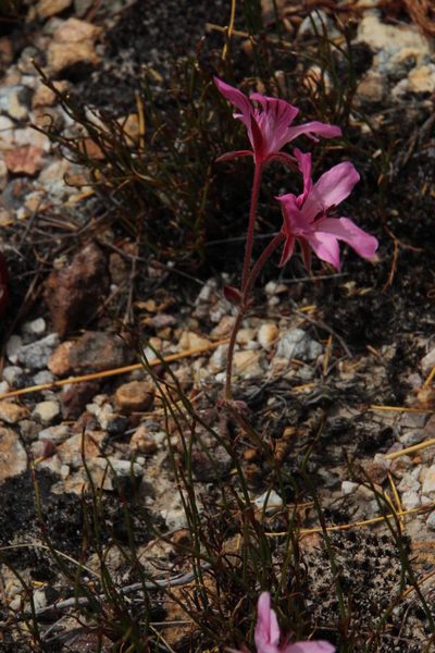 Pelargonium nummulifolium, photographed by Tony Rebelo
