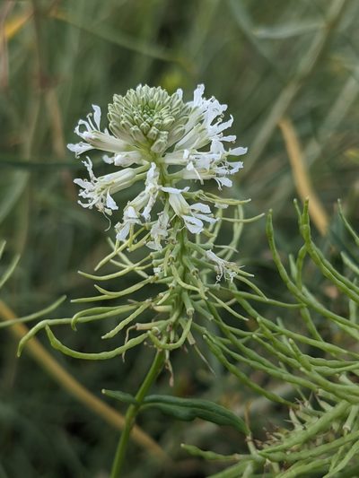 Thelypodium integrifolium, photographed by Alaina Krakowiak