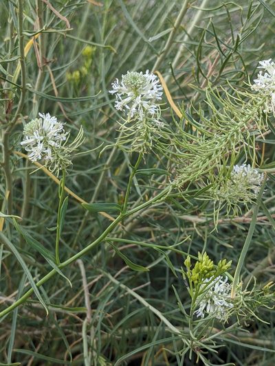 Thelypodium integrifolium, photographed by Alaina Krakowiak
