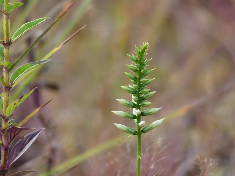 Coutoubea spicata, photographed by Guillaume Delaitre