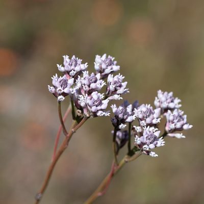 Conospermum patens, photographed by Kym Nicolson