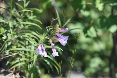 Penstemon lyallii, photographed by Rich Sommer