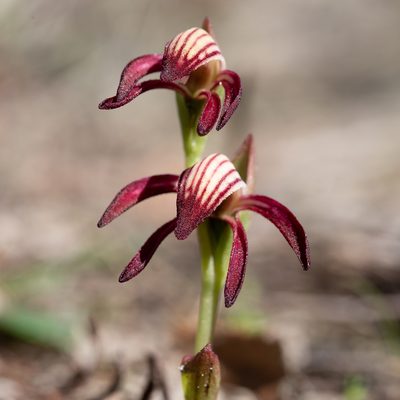 Pyrorchis nigricans, photographed by Kym Nicolson