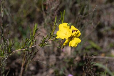 Hibbertia virgata, photographed by Kym Nicolson