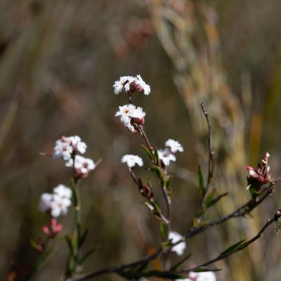 Leucopogon virgatus, photographed by Kym Nicolson