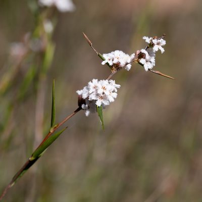 Leucopogon virgatus, photographed by Kym Nicolson