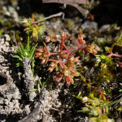 Crassula decumbens, photographed by Kym Nicolson