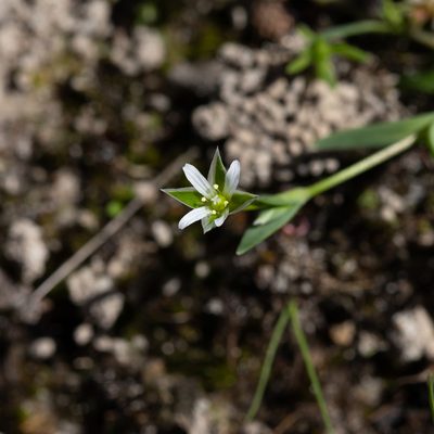 Moenchia erecta, photographed by Kym Nicolson