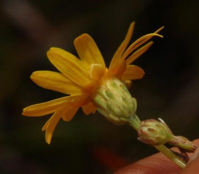Ursinia punctata, photographed by Tony Rebelo