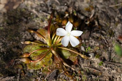 Drosera whittakeri, photographed by Kym Nicolson