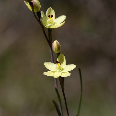 Thelymitra antennifera, photographed by Kym Nicolson
