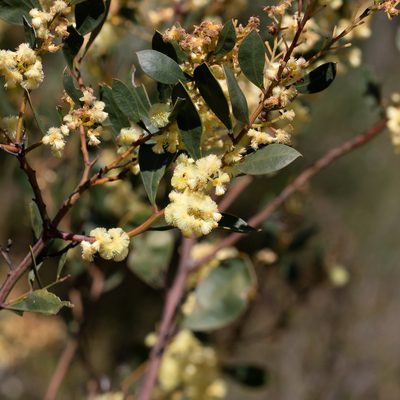 Acacia myrtifolia, photographed by Kym Nicolson