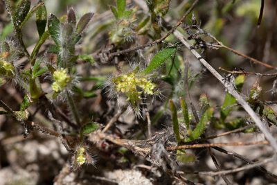 Xanthosia huegelii, photographed by Kym Nicolson