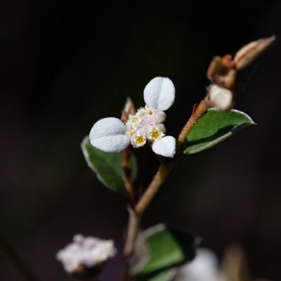 Spyridium thymifolium, photographed by Kym Nicolson