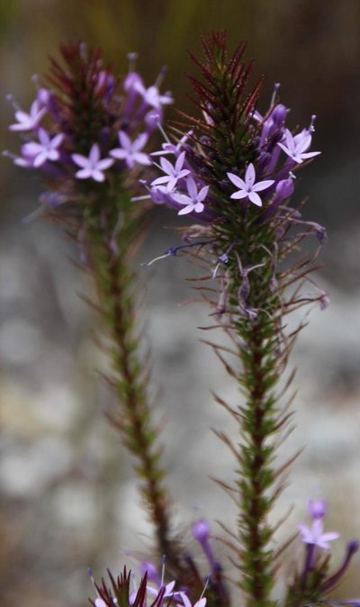 Merciera eckloniana, photographed by Tony Rebelo