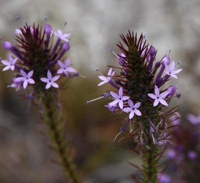 Merciera eckloniana, photographed by Tony Rebelo
